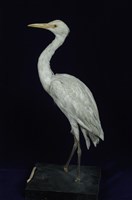 藏品(黃頭鷺)的圖片